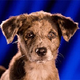 Image for article titled Animal Planet Will See Your "Football" And Raise You Puppies